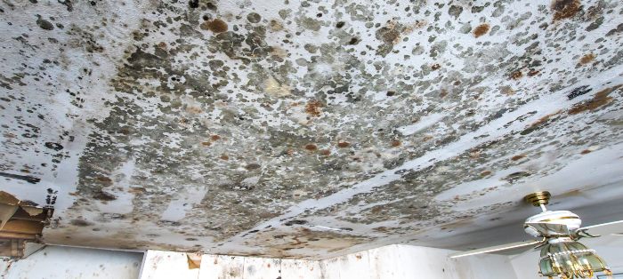 mold removal