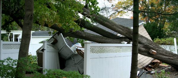 tree damage