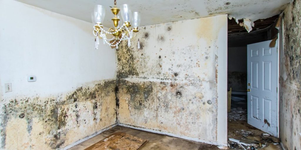 Mold Removal Warner Robins GA