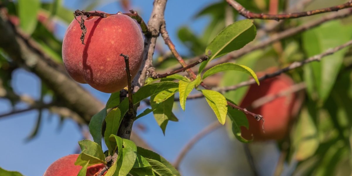 Byron GA Restoration Services Company First Response GA