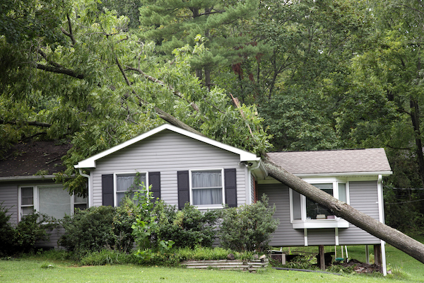 storm tree damage